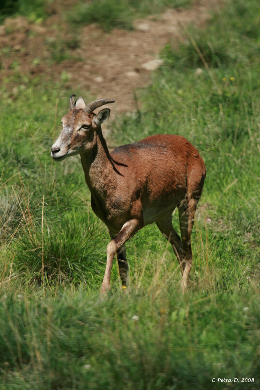 Muflon 2