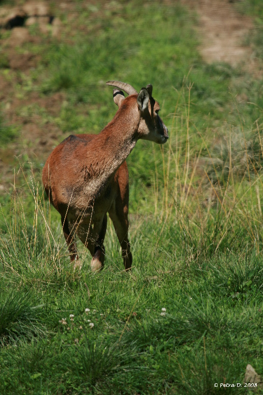 Muflon 3
