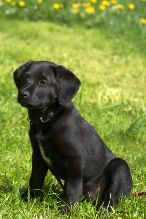 Kika