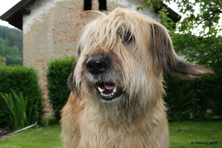Terrinka